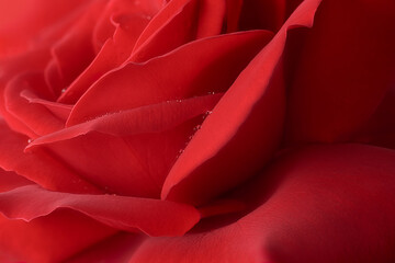 close-up macro view of red rose, timeless symbol of love and affection, deep vibrant red color and detailed beautiful blooming blossom background wallpaper, selective focus with copy space