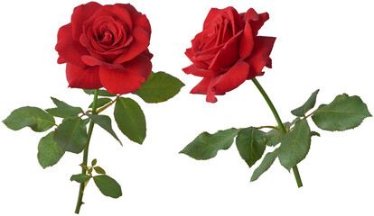 red rose with leaves, timeless symbol of love and affection, deep vibrant red color and detailed...