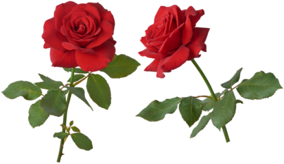 red rose with leaves, timeless symbol of love and affection, deep vibrant red color and detailed beautiful blooming blossom for valentine's day, birthday, anniversary, isolated on white background