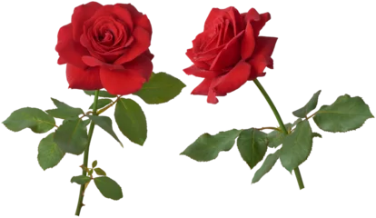 Deurstickers red rose with leaves, timeless symbol of love and affection, deep vibrant red color and detailed beautiful blooming blossom for valentine's day, birthday, anniversary, isolated on white background © Shamil