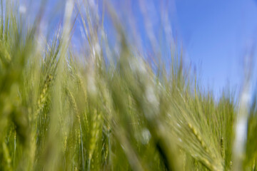 agricultural field with green cereals in summer