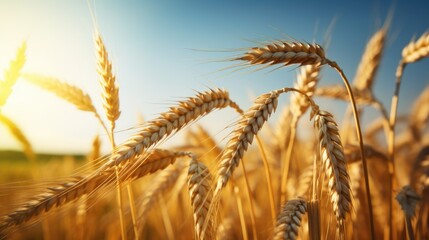 Wheat