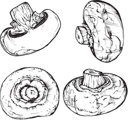 Mushroom set of champignons, hand-drawn black and white graphics, converted to vector. Illustration isolated for printing on fabric, packaging, prints, stickers, posters, cards