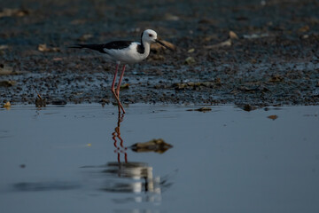 pied stilt bird himantopus leucocephalus searching for food on area contaminated with trash,...