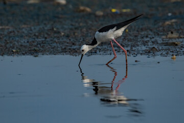 pied stilt bird himantopus leucocephalus searching for food on area contaminated with trash, natural bokeh background