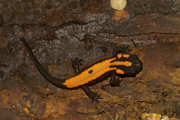 Closeup on a juvenile metamorphosed Laos newt, Paramesotriton or Laotriton laoensis with it's...