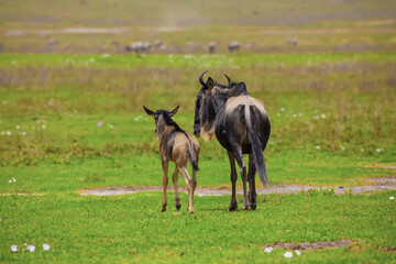 Naklejka na ściany i meble newborn cub of wildebeest next to his mother stands