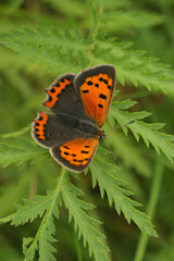 Vertical closeup on the small, colorful, European Common copper butterfly Lycaena phlaeas in a meadow