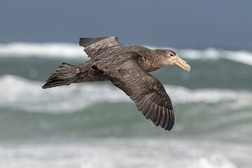 Southern Giant Petrel in flight
