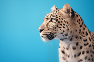 Leopardo de lado isolado no fundo azul - Papel de parede
