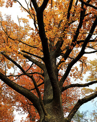 incredible autumn landscape with colorful leaves
