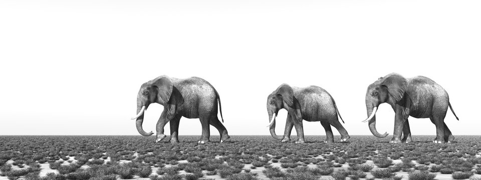 Elefantenherde durchstreift die Savanne in Schwarz und Weiß