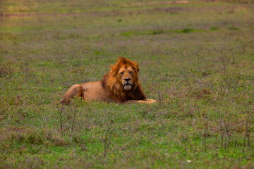 large wild African lion lies on green grass