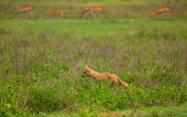alert golden jackal in Ngorongoro Crater