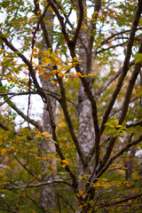 Fototapeta premium The colors of autumn in the beech forest of the Iranzu River Canyon in the Sierra de Urbasa. Navarre. Spain