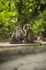 Long tailed macaque cleaning each other, monkeys in asia