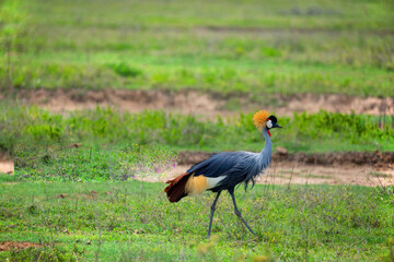 Obraz na płótnie Canvas symbol of Uganda Grey Crowned Crane walking on green grass