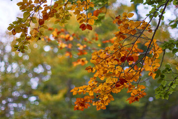 The colors of autumn in the beech forest of the Iranzu River Canyon in the Sierra de Urbasa. Navarre. Spain