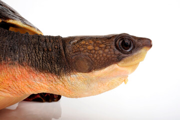 Branderhorst's snapping turtle // Weißbauch-Schnappschildkröte (Elseya branderhorsti) - Papua New Guinea