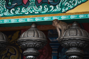 hindu temple with long tailed macaque