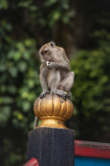 long tailed macaque sitting on a hindu temple and is eating a banana