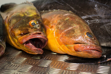 Fresh fish from the Mediterranean Sea