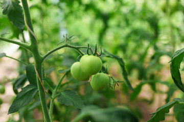 Seedlings of tomatoes growing on a branch in a greenhouse
