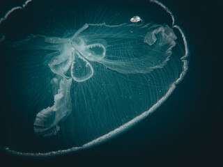 Moon jellies (Aurelia aurita) in the Atlantic before Hurricane Idalia, off the shore of Jupiter, Florida