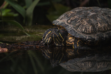 turtle on a log, Sumatra, Lake Toba