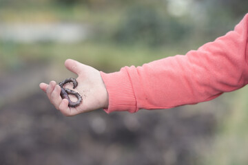 Little boy playing in garden with earthworm in his hand
