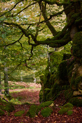 Fototapeta premium The colors of autumn in the Enchanted Beech Forest in the Sierra de Urbasa. Navarre. Spain