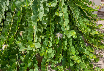Capparis spinosa on old wall, is mediterranean perennial plant in Puglia.