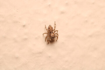 little jumping spider macro photo