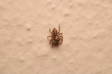 little jumping spider macro photo