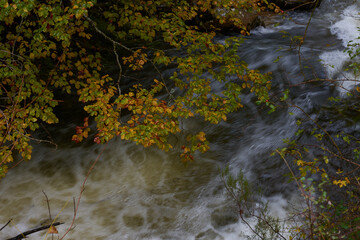 The colors of autumn in the beech forest on the route to the Puente Ra waterfalls in the Sierra de Cebollera (La Rioja). Spain