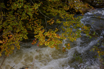 The colors of autumn in the beech forest on the route to the Puente Ra waterfalls in the Sierra de Cebollera (La Rioja). Spain