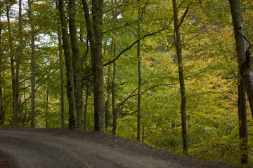 The colors of autumn in the beech forest on the route to the Puente Ra waterfalls in the Sierra de Cebollera (La Rioja). Spain