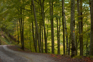 The colors of autumn in the beech forest on the route to the Puente Ra waterfalls in the Sierra de Cebollera (La Rioja). Spain