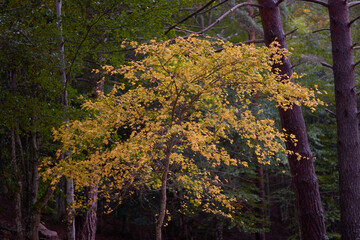 The colors of autumn in the beech forest on the route to the Puente Ra waterfalls in the Sierra de Cebollera (La Rioja). Spain