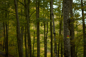 Obraz premium The colors of autumn in the beech forest on the route to the Puente Ra waterfalls in the Sierra de Cebollera (La Rioja). Spain