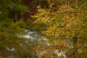 The colors of autumn in the beech forest on the route to the Puente Ra waterfalls in the Sierra de Cebollera (La Rioja). Spain