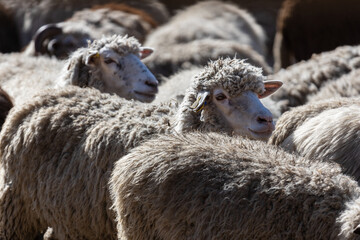 The sheep peacefully graze in the pen. A lot of beautiful lambs. The rays of the sun illuminate the...