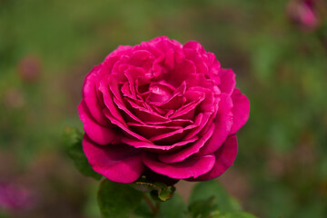 pink rose in garden