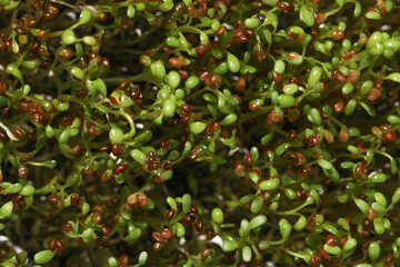 Marsilea Minuta aquarium plant macro photo