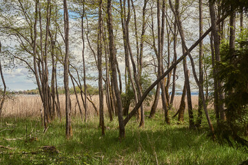 Obraz premium trees on the bank of lake