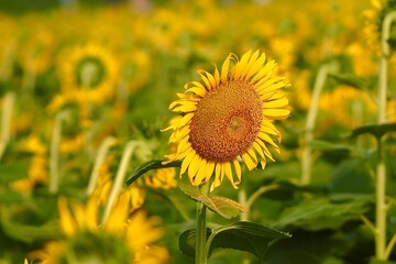 Beautiful yellow sunflower on farm sunny day with a natural background,  Selective focus. High quality photo, natural 