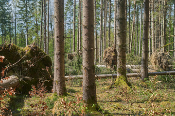 Fallen tree after the storm