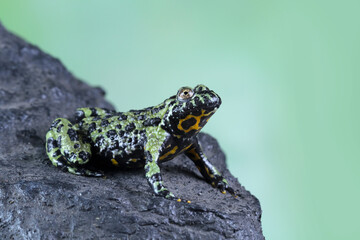Oriental fire bellied toad, Fire belly small toad on rock