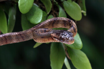 snake in a tree, boiga cynodon snake	
