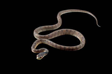 slug-eating snake isolated on black background, Pareas carinatus, a snail-eating snake	
